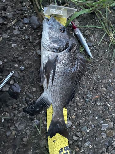 チヌの釣果