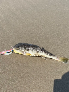 フグの釣果