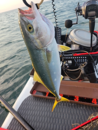 イナダの釣果