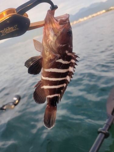 マハタの釣果