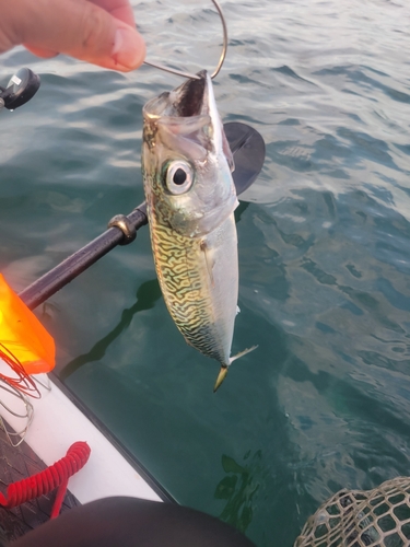 マサバの釣果