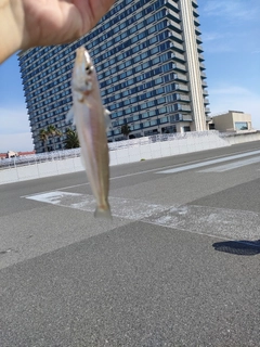 シロギスの釣果