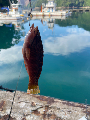 アカハタの釣果