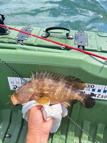 アコウの釣果