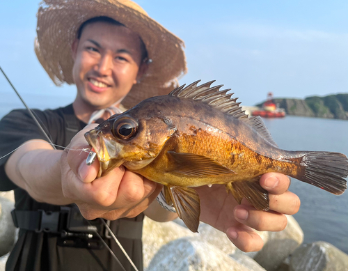 シロメバルの釣果