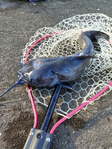 アメリカナマズの釣果