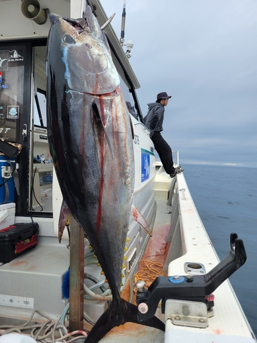 クロマグロの釣果