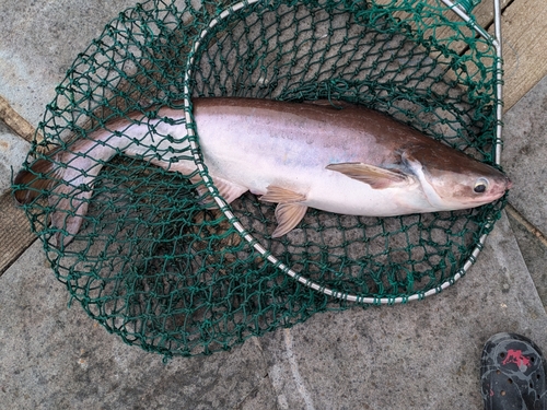 メコンオオナマズの釣果