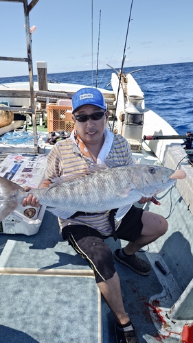 アオチビキの釣果