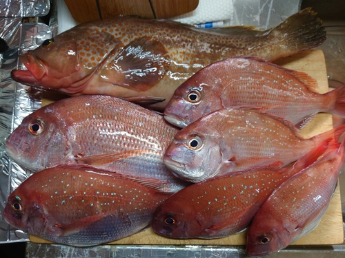 アコウの釣果