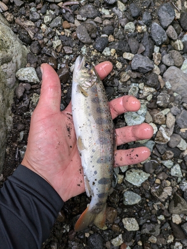 アマゴの釣果