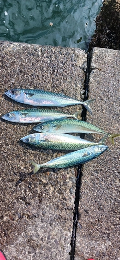 サバの釣果