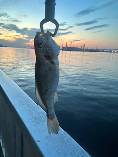 イシモチの釣果