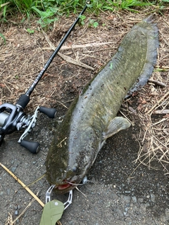 ナマズの釣果