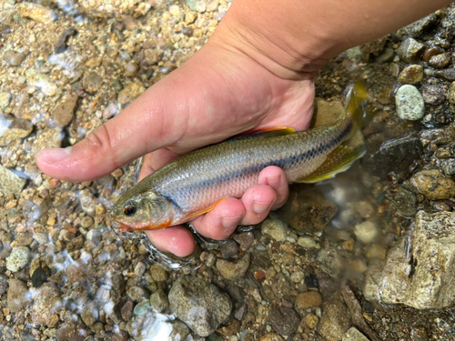 カワムツの釣果