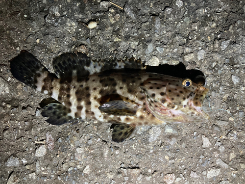 チャイロマルハタの釣果