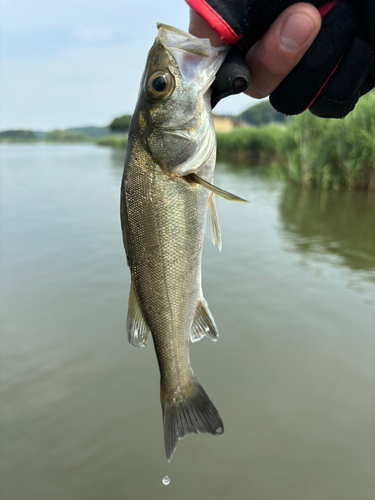 セイゴ（マルスズキ）の釣果