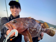 キジハタの釣果