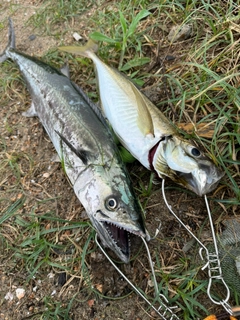 サゴシの釣果