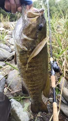 スモールマウスバスの釣果