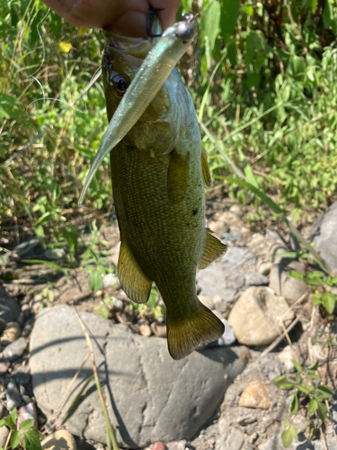 釣果