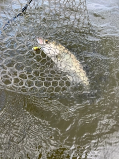 セイゴ（マルスズキ）の釣果