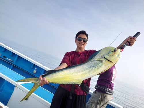 シイラの釣果