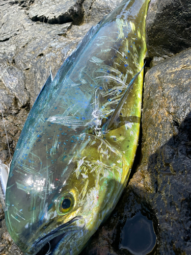 シイラの釣果