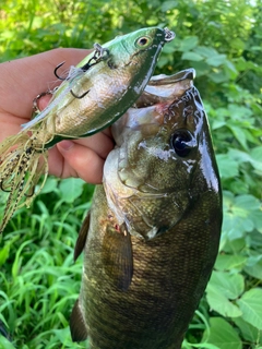 スモールマウスバスの釣果