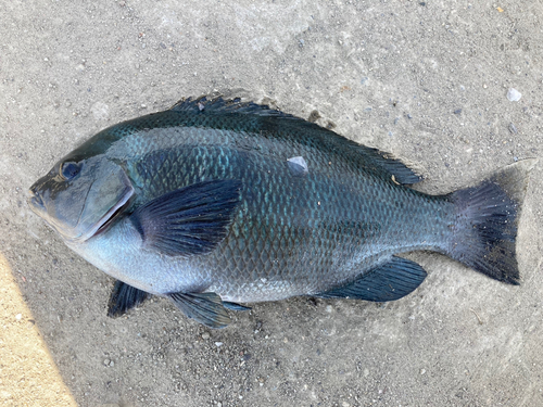 メジナの釣果