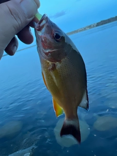 オキフエダイの釣果