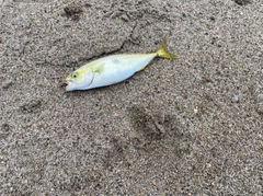 ショゴの釣果