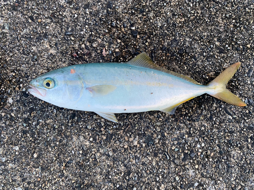 ワカシの釣果