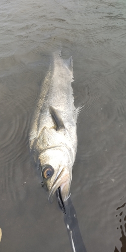 フッコ（マルスズキ）の釣果