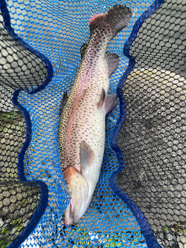 ニジマスの釣果