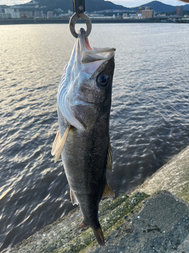 セイゴ（マルスズキ）の釣果