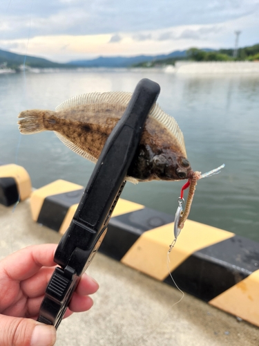 カレイの釣果