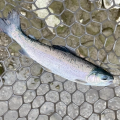 ニジマスの釣果