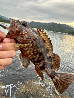 ガシラの釣果