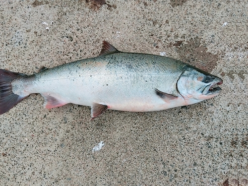 サクラマスの釣果