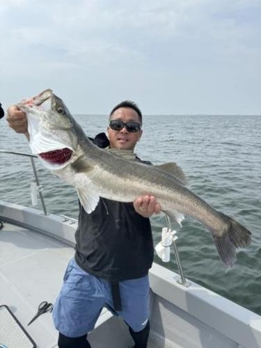 シーバスの釣果