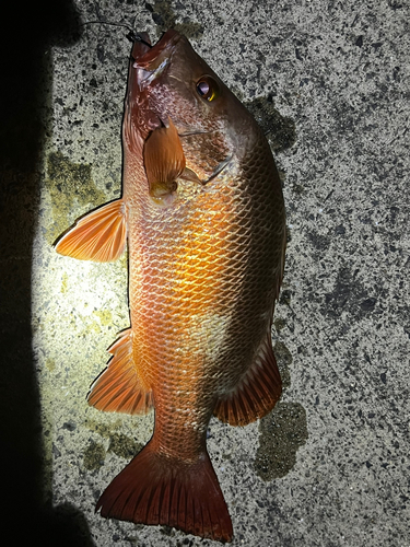 ゴマフエダイの釣果