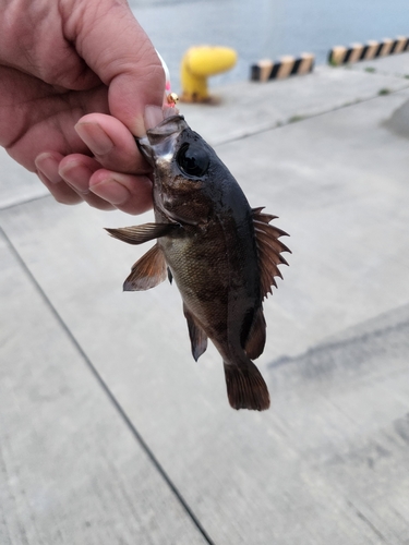 シロメバルの釣果