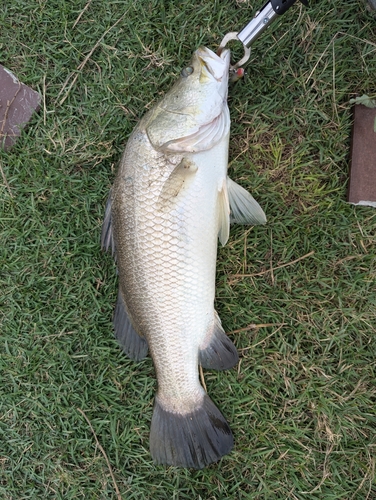 バラマンディの釣果