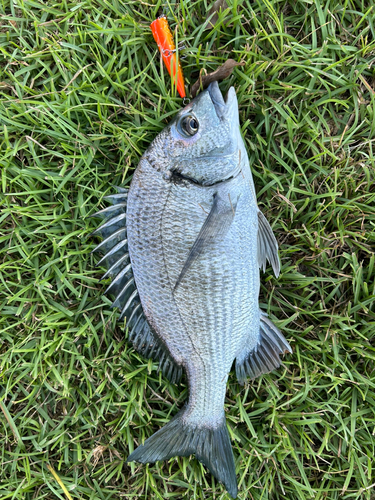 ミナミクロダイの釣果