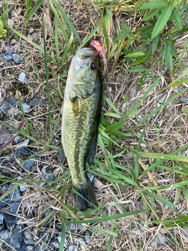 ブラックバスの釣果