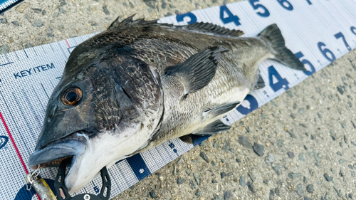 チヌの釣果