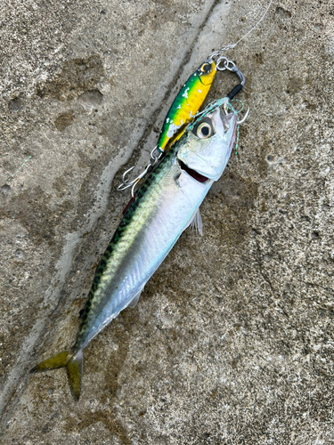 マサバの釣果