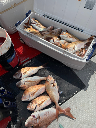 タイの釣果