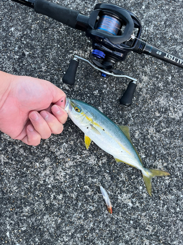 ツバスの釣果